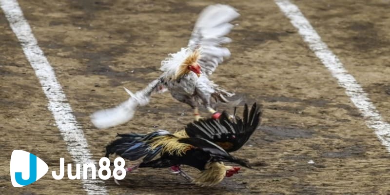 đá gà philippines