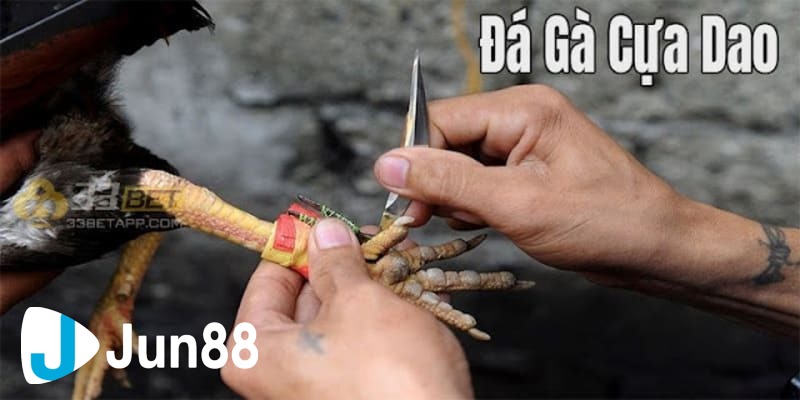 kinh nghiệm đá gà cựa dao