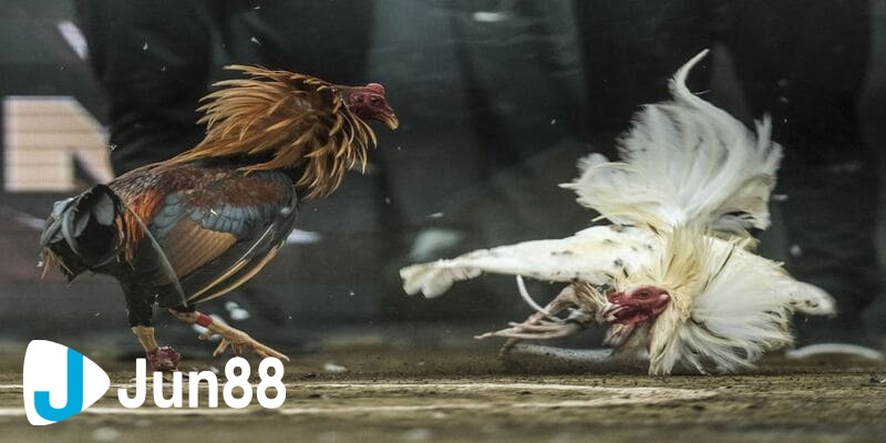 kinh nghiệm đá gà cựa dao