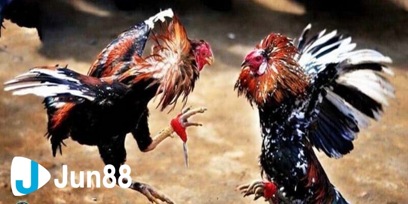 kinh nghiệm đá gà cựa dao