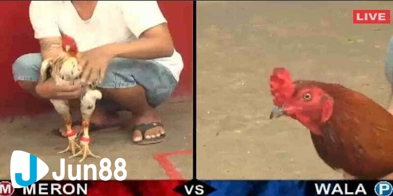 trực tiếp đá gà cựa sắt hôm nay trực tiếp đá gà cựa sắt hôm nay