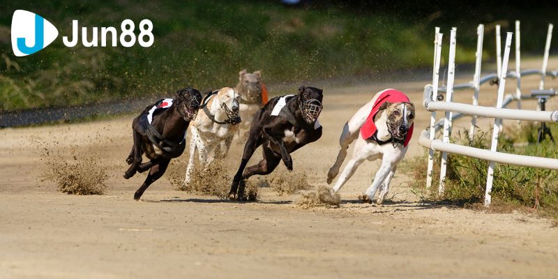 Cá cược đua chó