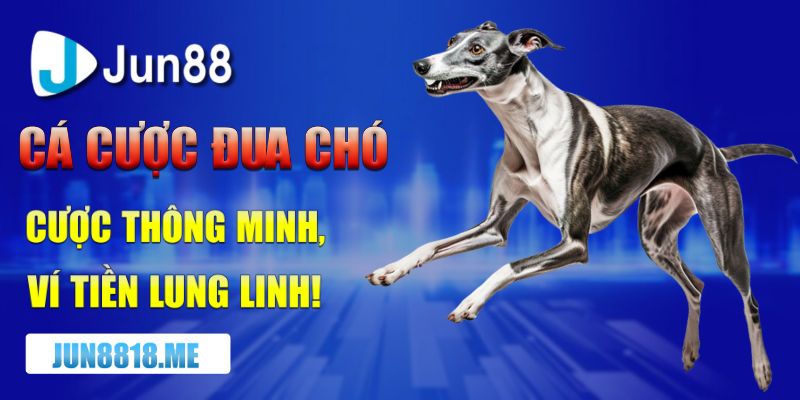 ca cuoc dua cho – cuoc thong minh vi tien lung linh