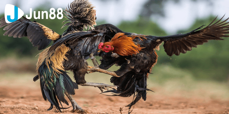 Tổng quan về đá gà 88 dành cho bạn