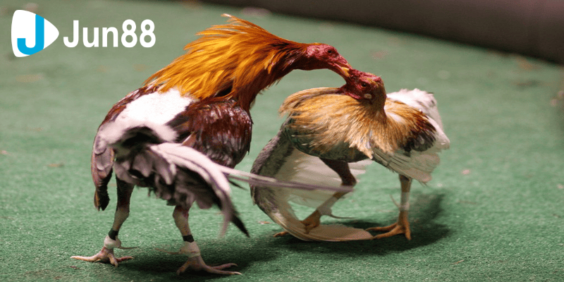 Chia sẻ cho bạn cách tham gia đá gà dành cho người mới