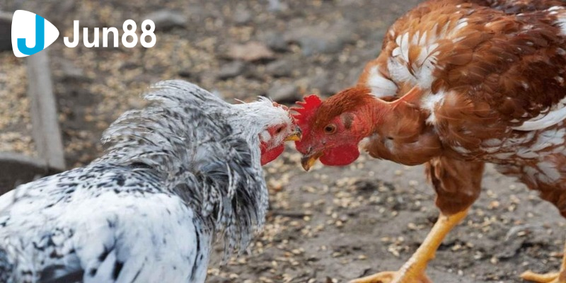 Chia sẻ đến bạn một vài lưu ý khi chơi đá gà