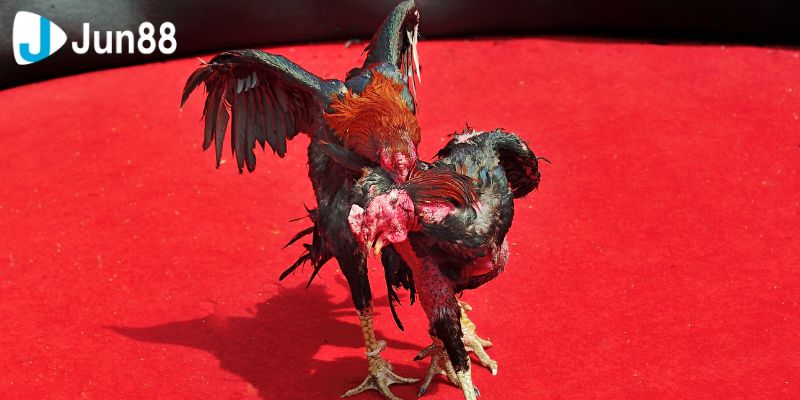 Đá Gà VSS388 Online, Đỉnh Cao Giải Trí Hiện Đại 4 Cách chơi đá gà VSS388 hiệu quả và những kinh nghiệm từ cao thủ