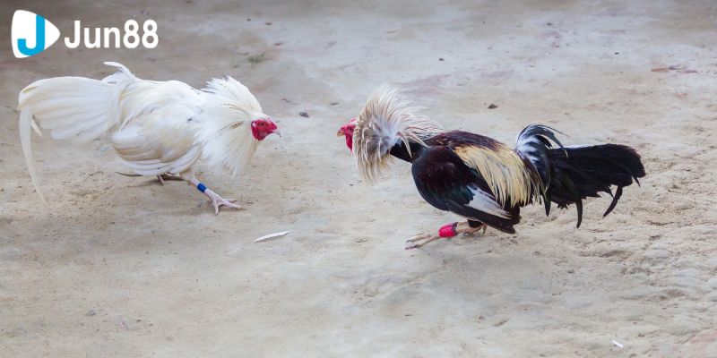 Đá Gà VSS388 Online, Đỉnh Cao Giải Trí Hiện Đại 3 Một số lợi ích khi tham gia mà bạn ngờ tới