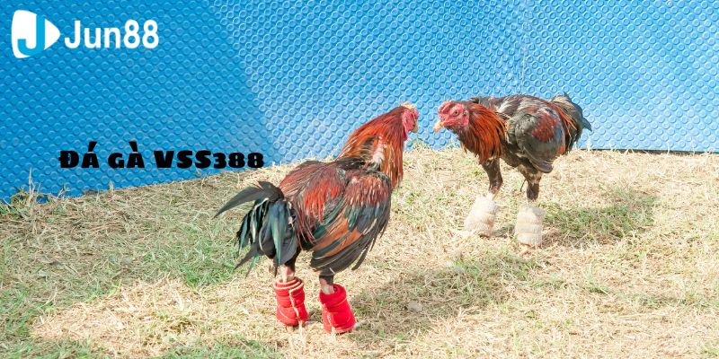 Đá Gà VSS388 Online, Đỉnh Cao Giải Trí Hiện Đại 2 Vì sao đá gà VSS388 lại được nhiều người yêu thích