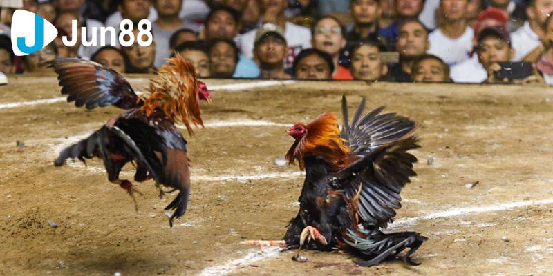 Đá gà cựa sắt