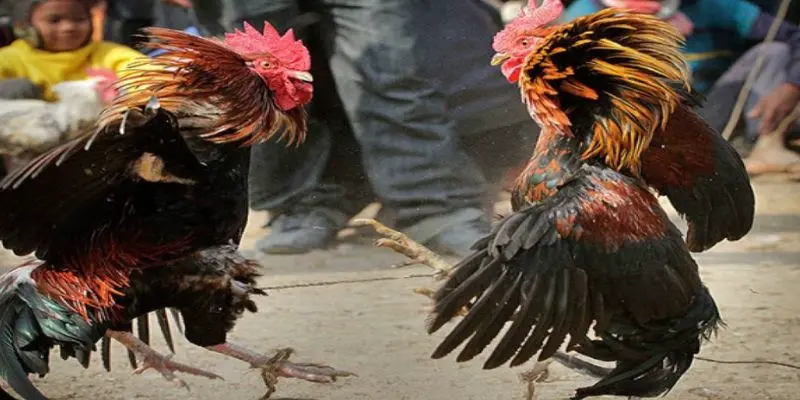 da ga thomo truc tiep 2