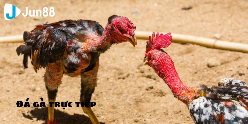 Đá Gà Trực Tiếp Và Những Điều Bạn Cần Biết 4 Loại hình đá gà phổ biến nhất hiện nay