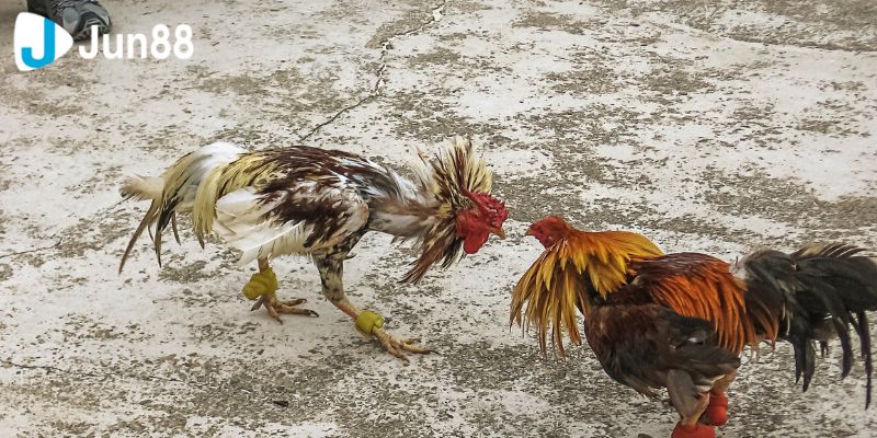 Đá Gà Trực Tiếp Và Những Điều Bạn Cần Biết 3 Khi tham gia chơi đá gà bạn sẽ có lợi ích gì?