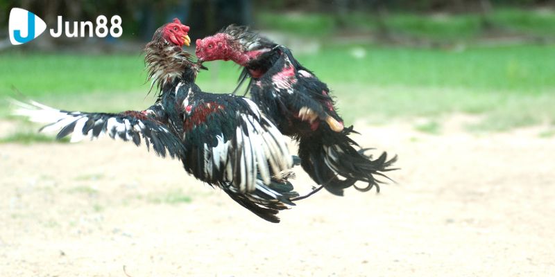 Đá Gà Trực Tiếp Và Những Điều Bạn Cần Biết 2 Khái quát về đá gà online