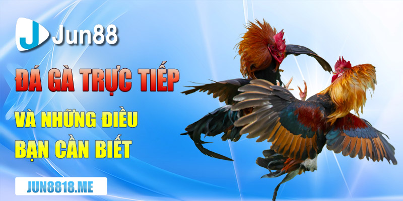 da ga truc tiep va nhung dieu ban can biet