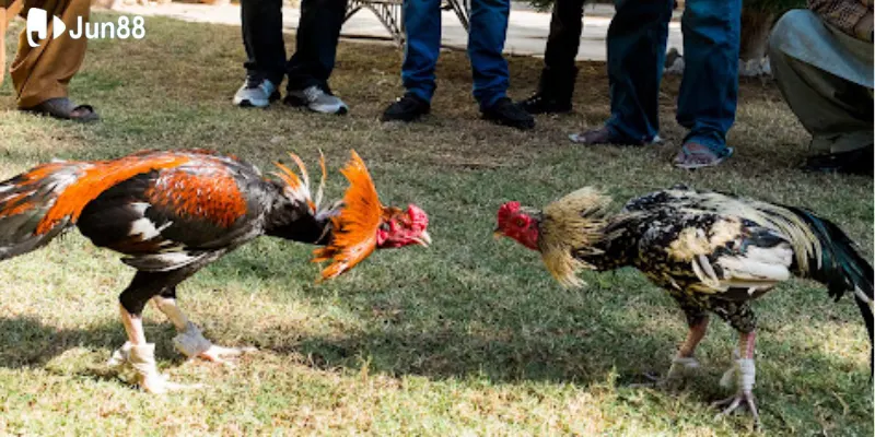 sanh-choi-co-nhieu-loai-keo-cuoc-da-ga-hap-dan-va-dac-sac