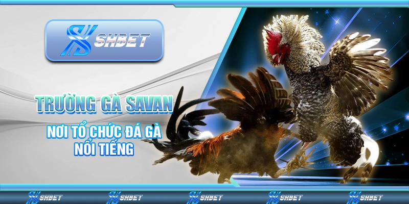 Trường Gà Savan – Nơi Tổ Chức Đá Gà Nổi Tiếng Thế Giới