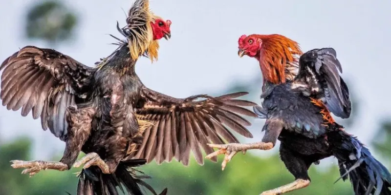 Bí quyết chiến thắng khi tham gia đá gà sinh tử hiện nay