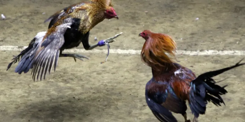 Luật chơi và hình thức đặt cược trong đá gà sinh tử