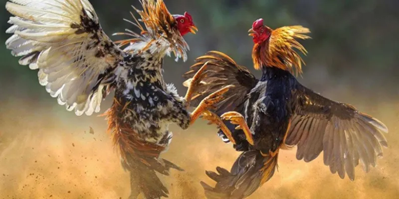 Tìm hiểu những điều cần biết về đá gà sinh tử