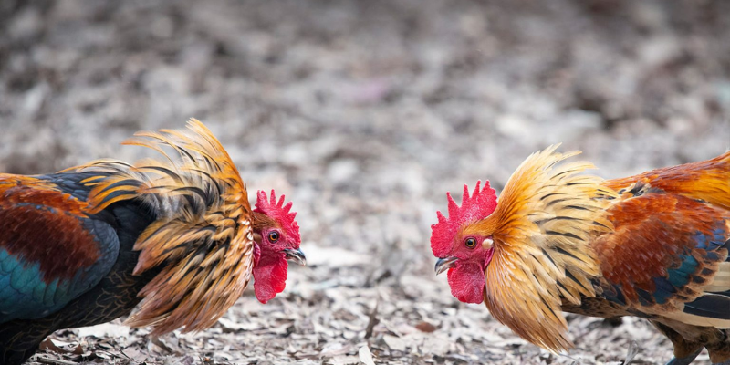 Sự nổi tiếng của trường gà trên thế giới