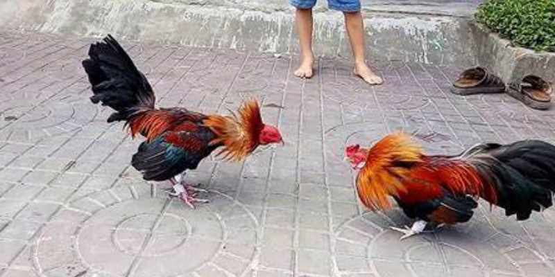 Quản lý tài chính hợp lý khi cược