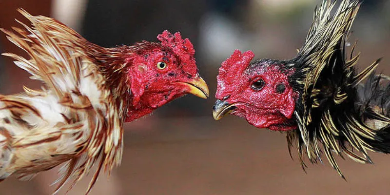 Làm sao để ra quyết định chính xác khi xem kèo đá gà?