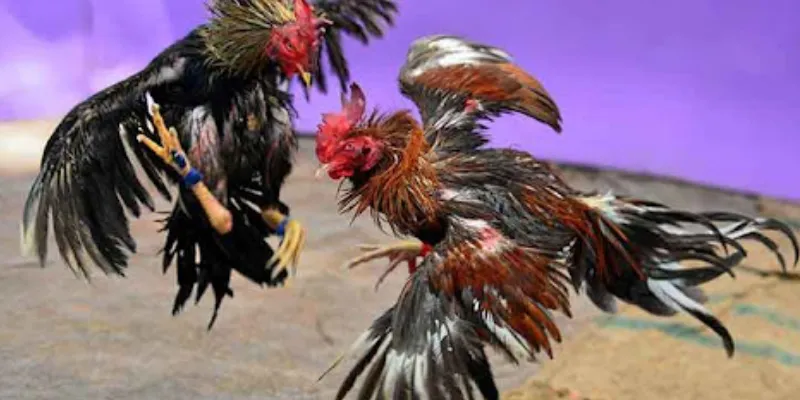 Cách xem kèo đá gà chuẩn xác và hiệu quả?