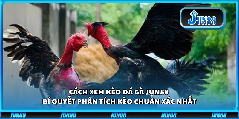 Cách xem kèo đá gà Jun88 - Bí quyết phân tích kèo chuẩn xác nhất 7 Cách xem kèo đá gà Jun88 - Bí quyết phân tích kèo chuẩn xác nhất