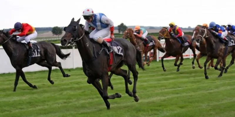 Những mẹo cá cược đua ngựa hiệu quả bạn cần biết?